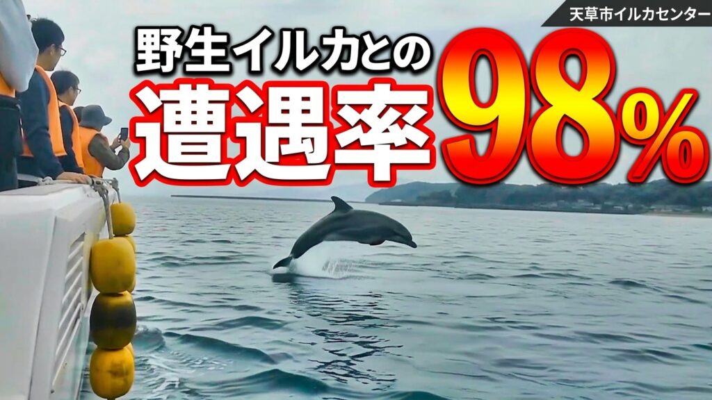 天草市イルカセンター：野生イルカとの遭遇率98%。船のそばでジャンプするイルカ。