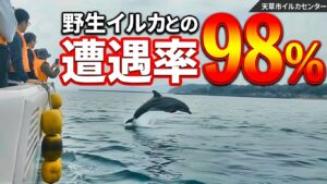 天草市イルカセンター：野生イルカとの遭遇率98%。船のそばでジャンプするイルカ。